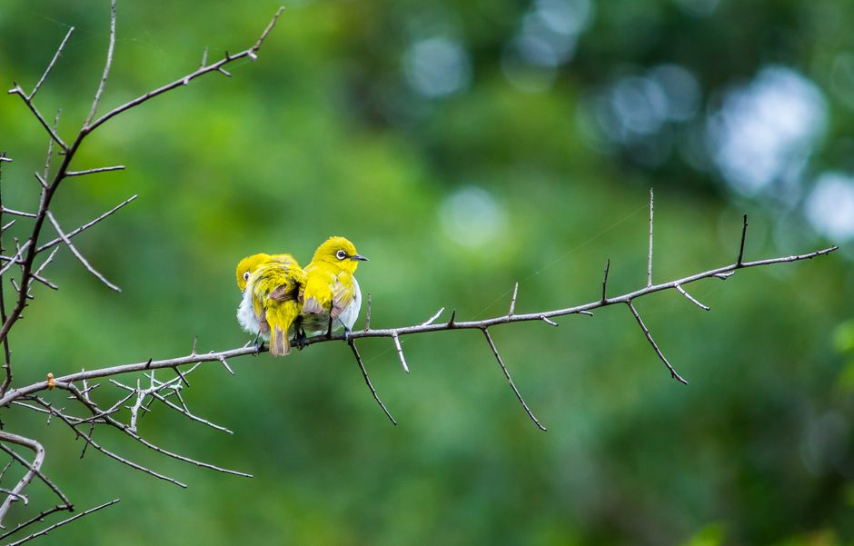 Two yellow birds perched on a branch surrounded by lush green background.