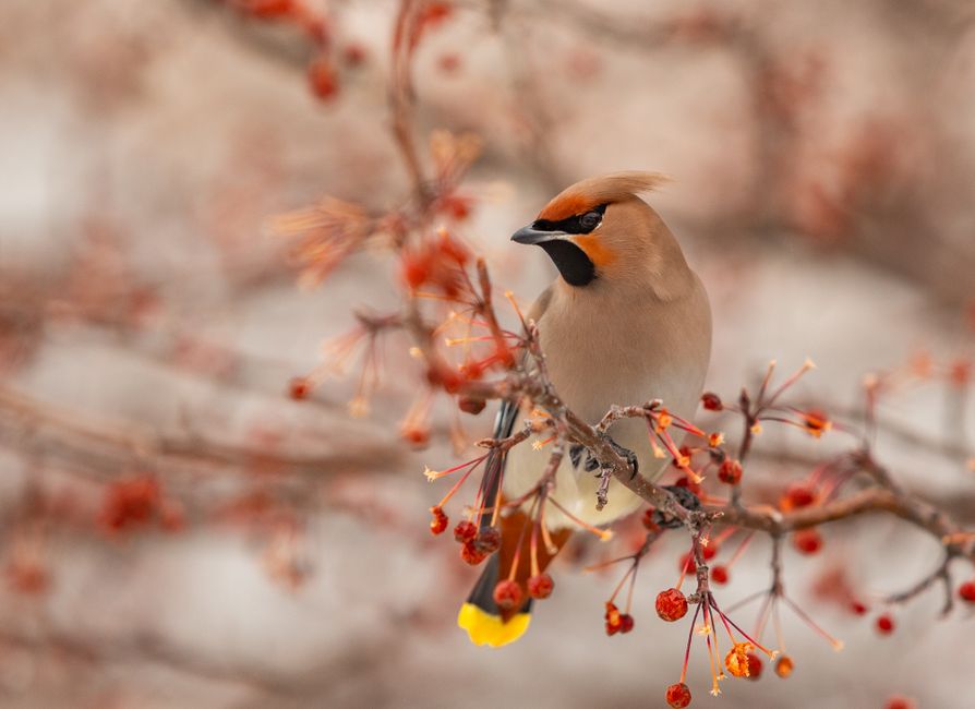 A detailed image of a Bohemian Waxwing bird perched on a branch with red berries during winter.