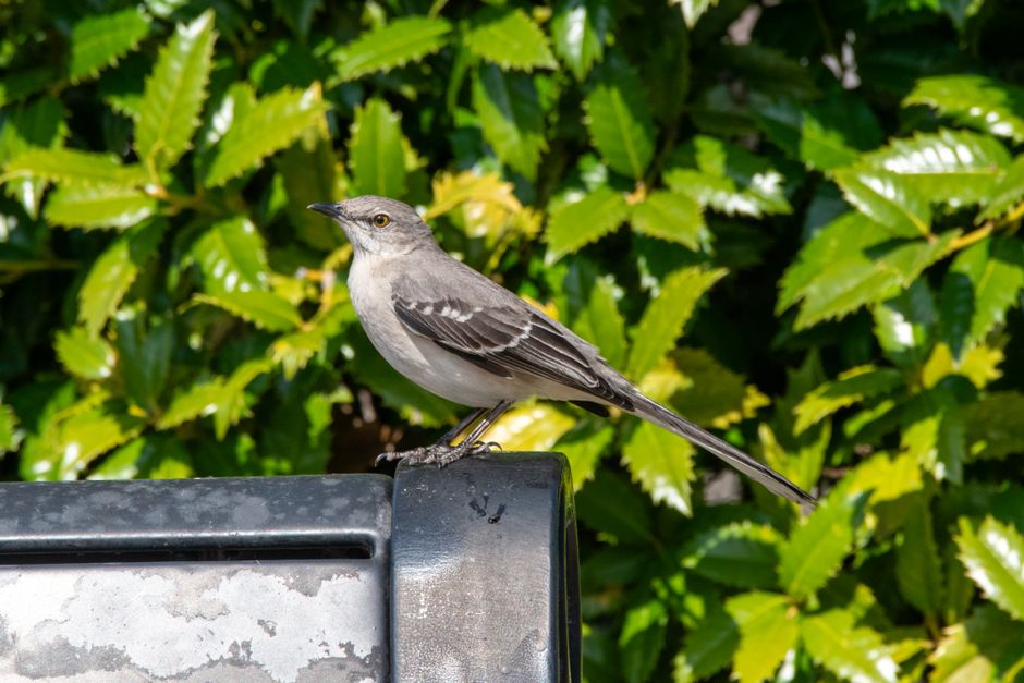 Northern Mockingbird perched on a mailbox with green foliage backdrop.