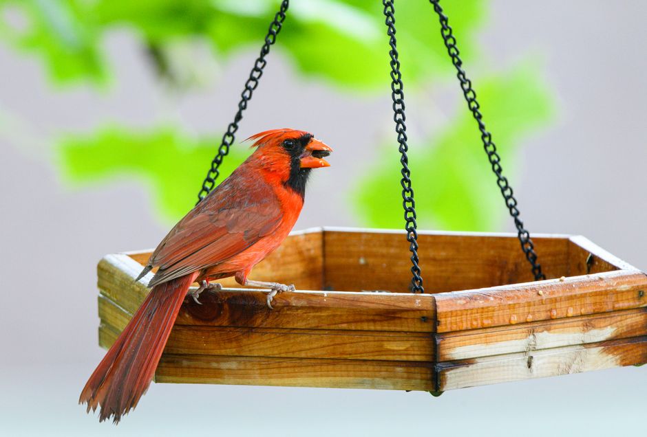 A vivid Northern Cardinal perched on a wooden feeder with a leafy background.