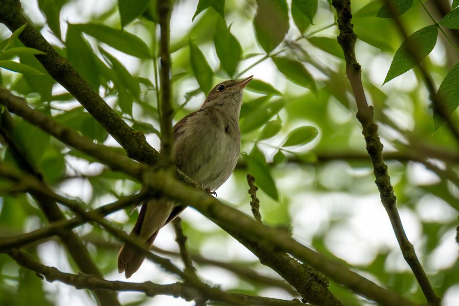 A Eurasian nightingale perched on a branch, singing amidst spring foliage.