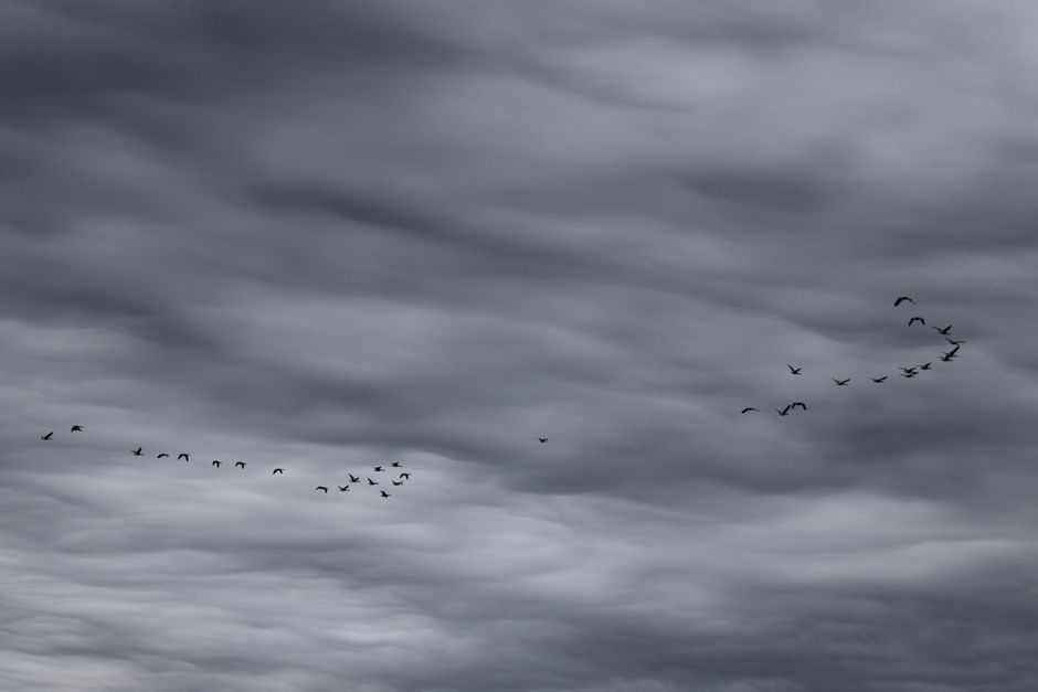 A flock of geese flying in formation against a dramatic stormy sky in Lancaster, Ohio.